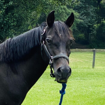 Elisabeth's therapy horse